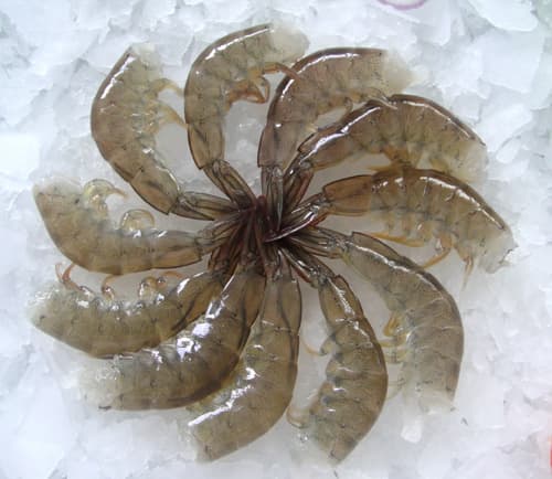 frozen shrimp China_Frozen vananmei shrimp HLSO